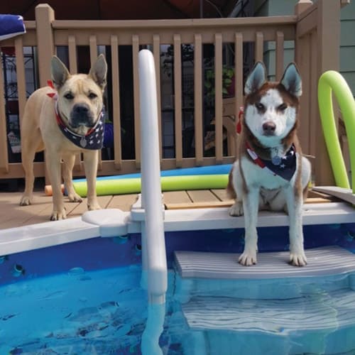 Confer Curve Base In-Pool 4 Step for A/G Pool, Beige | CCX-AG