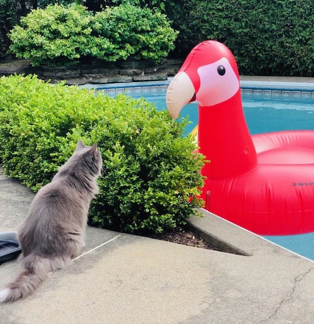 Swimline Giant Parrot Ride-On Pool Float | 90629